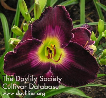 Daylily Ron Valente